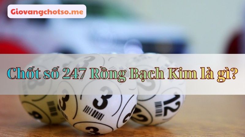 rong bach kim 247 